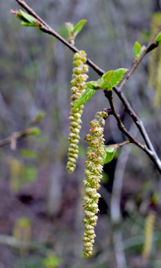 image of Carpinus caroliniana +, Musclewood, American Hornbeam, Blue-beech, Ironwood