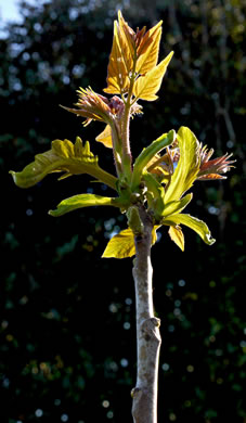 image of Ailanthus altissima, Ailanthus, Tree-of-heaven, Stink-tree