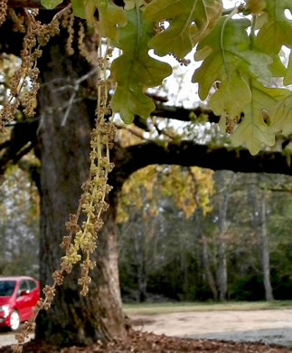 image of Quercus stellata, Post Oak