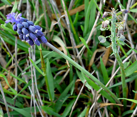 image of Muscari neglectum, Starch Grape-hyacinth, Blue Bottles