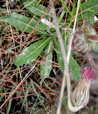 image of Chaptalia tomentosa, Woolly Sunbonnets, Pineland Daisy, Night-nodding Bog-dandelion, Sunbonnets