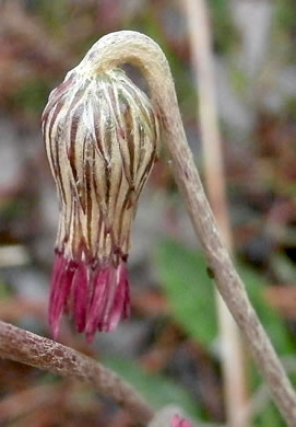 image of Chaptalia tomentosa, Woolly Sunbonnets, Pineland Daisy, Night-nodding Bog-dandelion, Sunbonnets