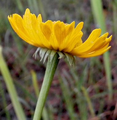 image of Helenium vernale, Savannah Sneezeweed, Spring Helenium