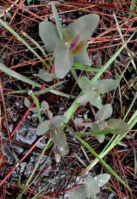 image of Triadenum virginicum, Virginia Marsh St. Johnswort, Common Marsh St. Johnswort