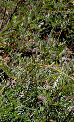 image of Penstemon dissectus, Georgia Beardtongue, Grit Beardtongue