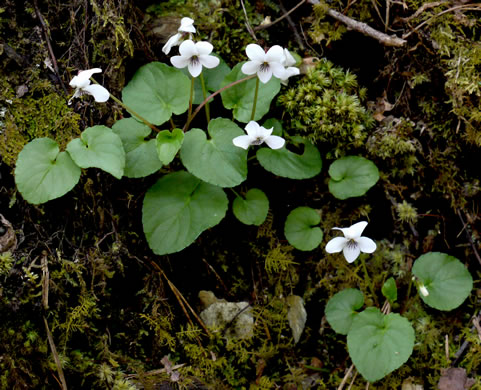 image of Viola blanda, Sweet White Violet