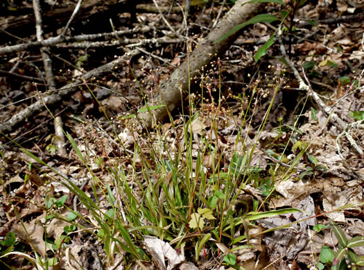 image of Luzula acuminata var. carolinae, Carolina Woodrush, Southern Hairy Woodrush