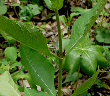 image of Triosteum aurantiacum var. aurantiacum, Orange-fruited Horse-gentian