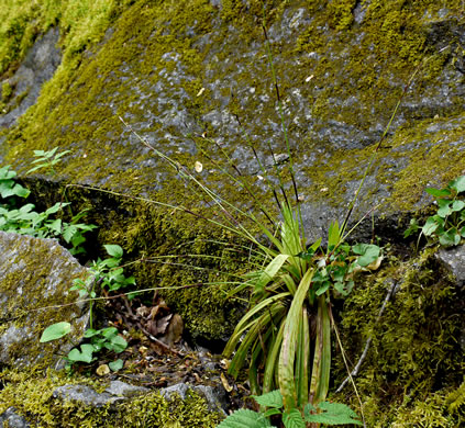 image of Carex plantaginea, Seersucker Sedge, Plantainleaf Sedge