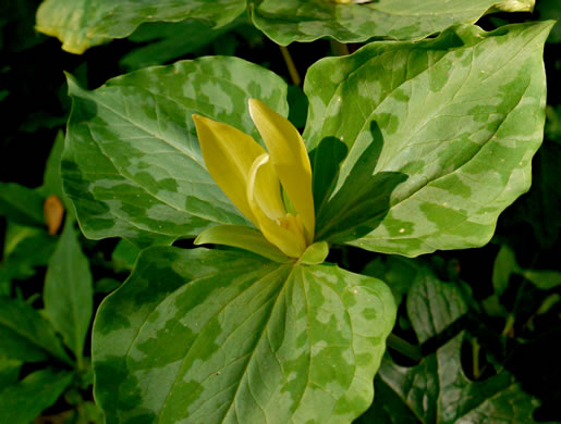 image of Trillium luteum, Yellow Trillium, Yellow Toadshade, Lemon-scented Trillium, Wax Trillium