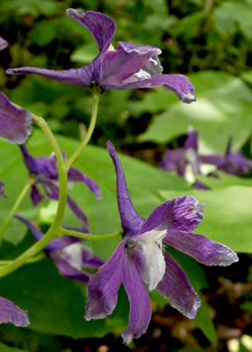 image of Delphinium tricorne, Dwarf Larkspur