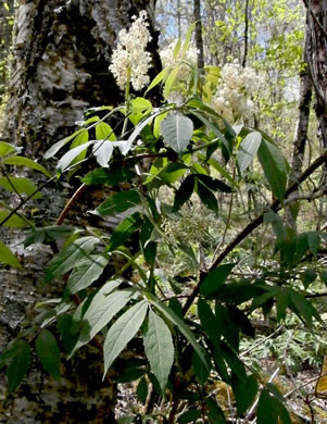 image of Sambucus racemosa var. pubens, Eastern Red Elderberry, Red-berried Elder