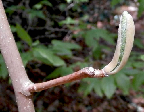 image of Magnolia fraseri, Fraser Magnolia, Mountain Magnolia, Earleaf Umbrella-tree, Umbrella Tree