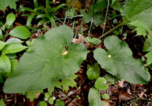 image of Arctium minus, Lesser Burdock, Common Burdock