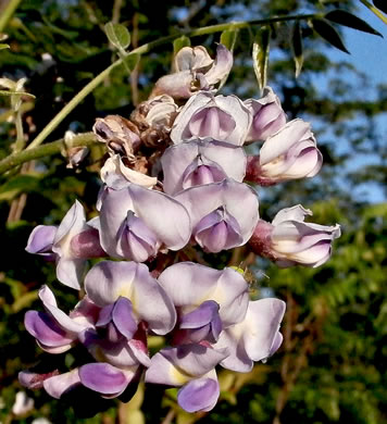 image of Wisteria frutescens var. frutescens, American Wisteria, Swamp Wisteria, Atlantic Wisteria