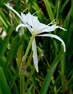 image of Hymenocallis coronaria, Rocky-shoals Spiderlily, Catawba Spiderlily, Carolina Spiderlily, Cahaba Lily