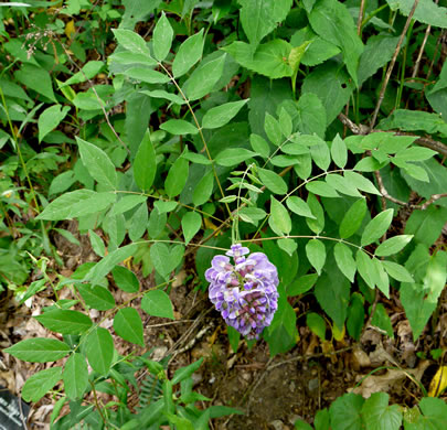 image of Wisteria frutescens var. frutescens, American Wisteria, Swamp Wisteria, Atlantic Wisteria