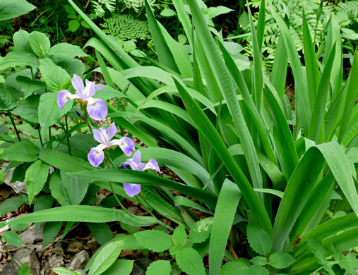 image of Iris shrevei, Shreve's iris, Shreve's Blue Flag iris