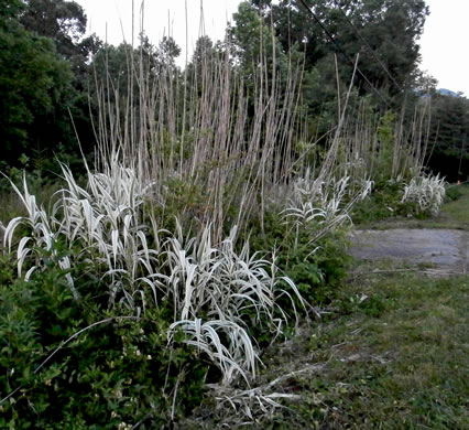 image of Arundo donax, Giant Reed