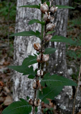 image of Aureolaria virginica, Downy False Foxglove, Downy Oak-leach, Virginia Oak-leach, Downy Yellow False Foxglove