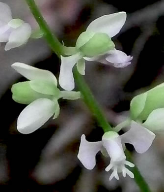 image of Polygala polygama, Racemed Milkwort, Bitter Milkwort