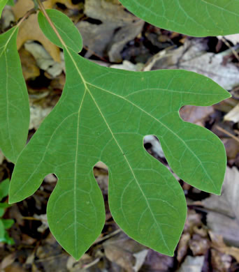 image of Sassafras albidum, Sassafras