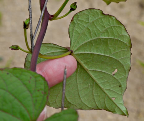 image of Ipomoea pandurata, Manroot, Wild Potato Vine, Man-of-the-earth, Wild Sweet Potato