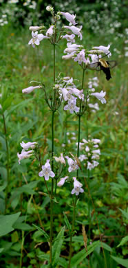 image of Penstemon australis, Downy Beardtongue, Sandhill Beardtongue, Southern Beardtongue, Southeastern Beardtongue