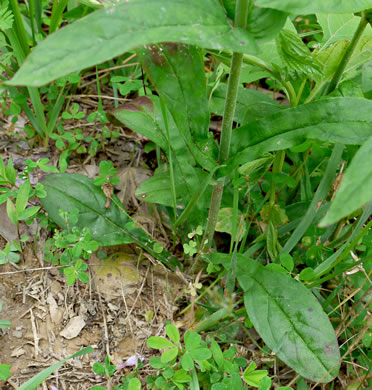 image of Penstemon australis, Downy Beardtongue, Sandhill Beardtongue, Southern Beardtongue, Southeastern Beardtongue