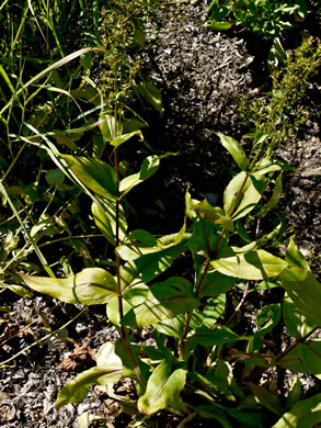 image of Penstemon digitalis, Foxglove Beardtongue, Tall White Beardtongue, Smooth Beardtongue