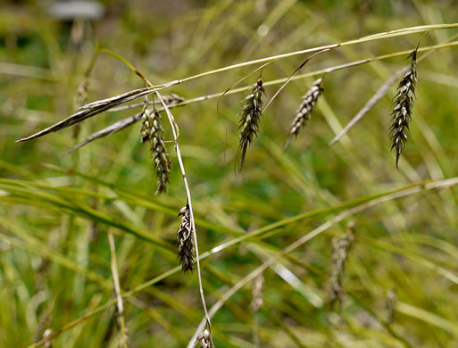 spikes