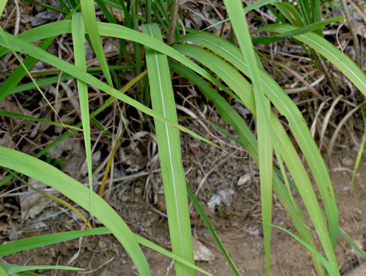 image of Erianthus contortus, Bent-awn Plumegrass