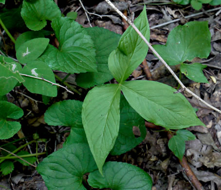 image of Pinellia tripartita, Green Dragon, Pinellia, Voodoo Lily