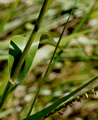 image of Tripsacum dactyloides var. dactyloides, Gama Grass, Eastern Gamagrass