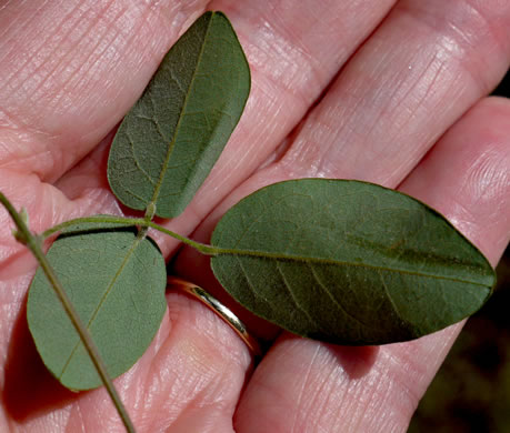 image of Lespedeza procumbens, Downy Trailing Lespedeza, Trailing Bush-clover