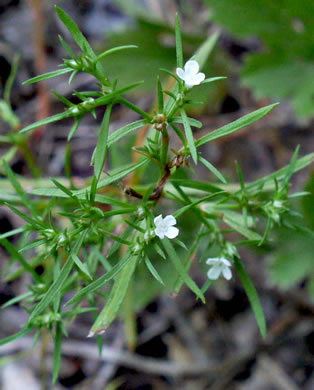 image of Polypremum procumbens, Juniperleaf, Polypremum, Rustweed