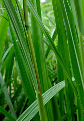 image of Tripsacum dactyloides var. dactyloides, Gama Grass, Eastern Gamagrass