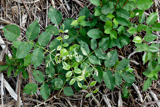 image of Wisteria frutescens var. frutescens, American Wisteria, Swamp Wisteria, Atlantic Wisteria