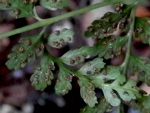 image of Cystopteris tenuis, Mackay's Bladder Fern, Mackay's Fragile Fern, Upland Bladder Fern