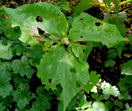 image of Trillium luteum, Yellow Trillium, Yellow Toadshade, Lemon-scented Trillium, Wax Trillium