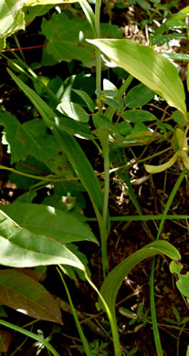 image of Platanthera ciliaris, Yellow Fringed Orchid