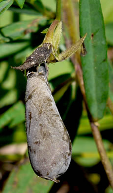 image of Crotalaria purshii, Coastal Plain Rattlebox, Pursh's Rattlebox