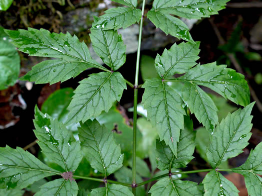 Cicuta maculata var. maculata, Water-hemlock, Spotted Cowbane