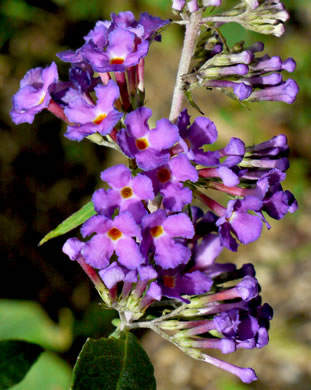 image of Buddleja davidii, Orange-eye Butterflybush, Summer-lilac