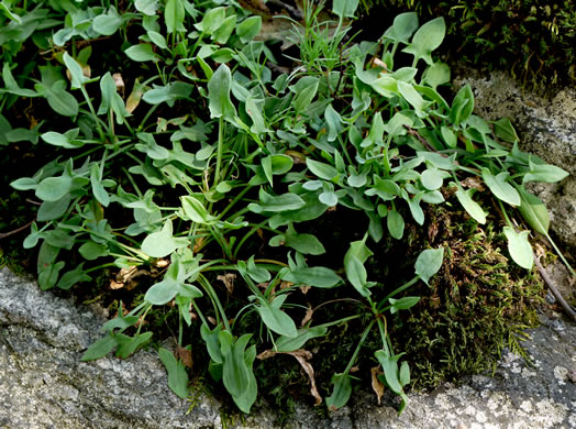 image of Acetosa acetosella, Sheep Sorrel, Red Dock, Sourgrass, Field Sorrel