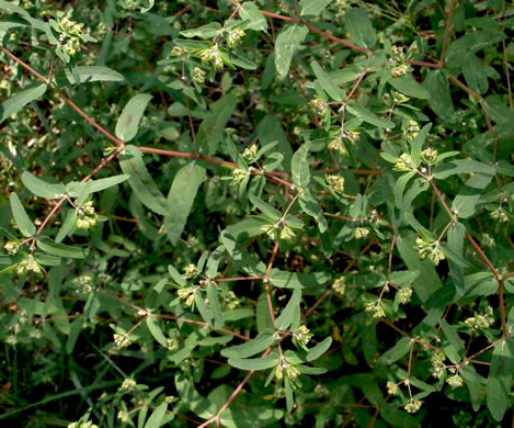 image of Croton glandulosus var. septentrionalis, Doveweed, Tooth-leaved Croton, Sand Croton, Northern Croton