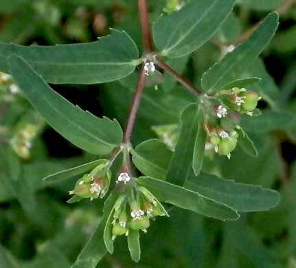 image of Croton glandulosus var. septentrionalis, Doveweed, Tooth-leaved Croton, Sand Croton, Northern Croton