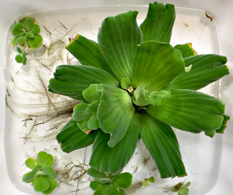 image of Pistia stratiotes, Water Lettuce