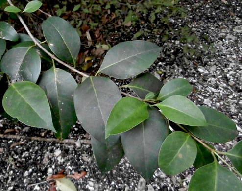 image of Ligustrum lucidum, Glossy Privet, Broadleaf Privet