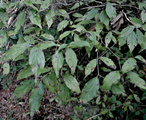 image of Swida asperifolia, Eastern Roughleaf Dogwood